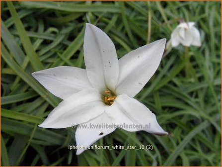 Ipheion uniflorum 'White Star' | Oudewijfjes, Voorjaarsster | Einblütiger Frühlingsstern