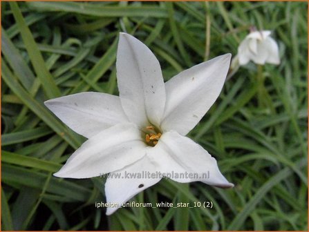 Ipheion uniflorum &#039;White Star&#039; | Oudewijfjes, Voorjaarsster | Einbl&uuml;tiger Fr&uuml;hlingsstern