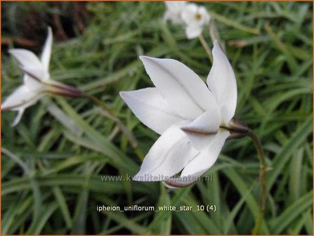 Ipheion uniflorum &#039;White Star&#039; | Oudewijfjes, Voorjaarsster | Einbl&uuml;tiger Fr&uuml;hlingsstern