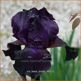 Iris &#039;Black Knight&#039; | Baardiris, Iris, Lis