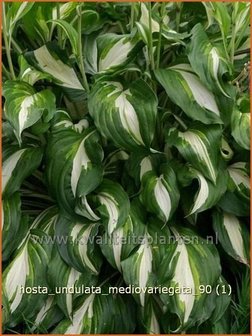 Hosta &#039;Undulata Mediovariegata&#039; | Hartlelie, Funkia