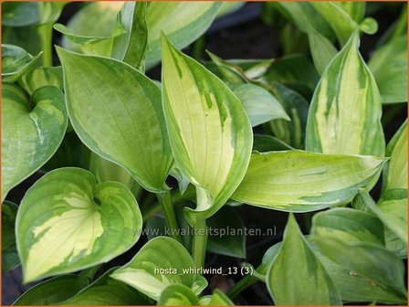 Hosta &#039;Whirlwind&#039; | Hartlelie, Funkia