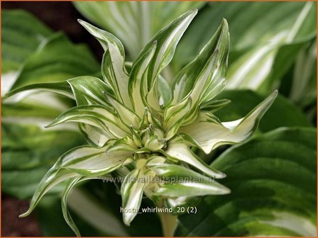 Hosta &#039;Whirlwind&#039; | Hartlelie, Funkia