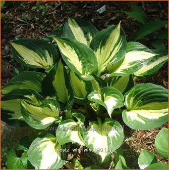 Hosta &#039;Whirlwind&#039; | Hartlelie, Funkia