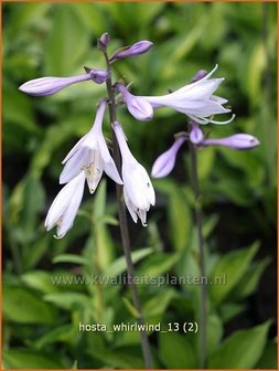 Hosta &#039;Whirlwind&#039; | Hartlelie, Funkia