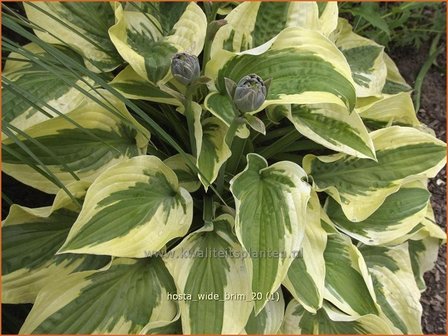 Hosta &#039;Wide Brim&#039; | Hartlelie, Funkia