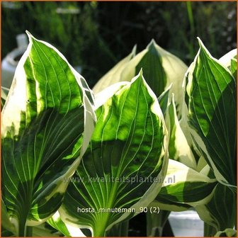 Hosta &#039;Minuteman&#039; | Hartlelie, Funkia