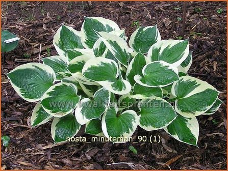 Hosta &#039;Minuteman&#039; | Hartlelie, Funkia