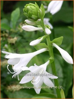Hosta plantaginea grandiflora | Hartlelie, Funkia