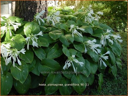 Hosta plantaginea grandiflora | Hartlelie, Funkia