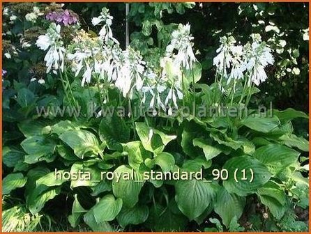 Hosta &#039;Royal Standard&#039; | Hosta, Hartlelie, Funkia | Funkie | Hosta