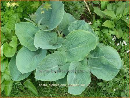 Hosta sieboldiana &#039;Elegans&#039; | Hartlelie, Funkia