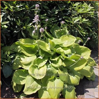 Hosta &#039;Sum and Substance&#039; | Hartlelie, Funkia