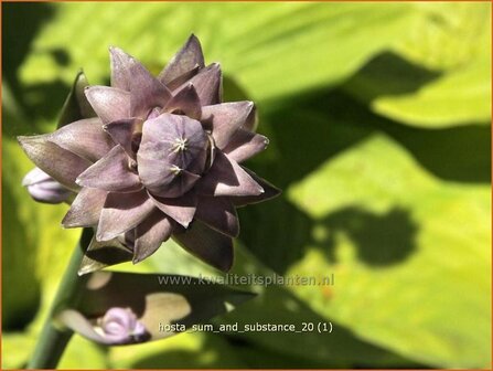 Hosta &#039;Sum and Substance&#039; | Hartlelie, Funkia