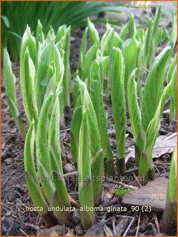 Hosta &#039;Undulata Albomarginata&#039; | Hosta, Hartlelie, Funkia | Funkie | Hosta