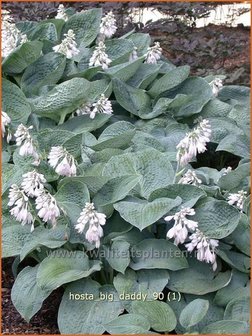 Hosta &#039;Big Daddy&#039; | Hartlelie, Funkia