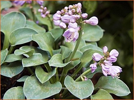 Hosta &#039;Blue Mouse Ears&#039; | Hartlelie, Funkia