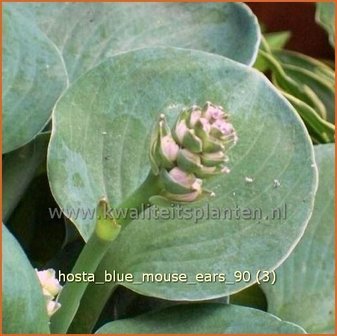 Hosta &#039;Blue Mouse Ears&#039; | Hartlelie, Funkia