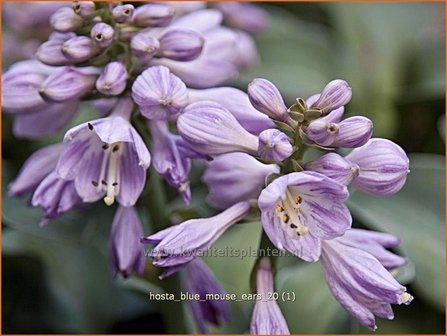 Hosta &#039;Blue Mouse Ears&#039; | Hartlelie, Funkia