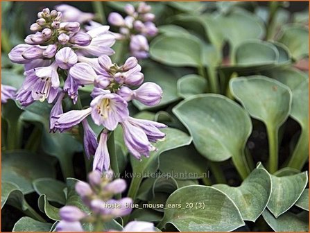 Hosta &#039;Blue Mouse Ears&#039; | Hartlelie, Funkia