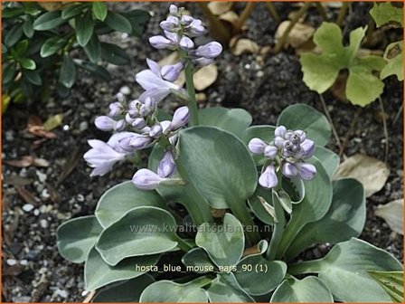 Hosta &#039;Blue Mouse Ears&#039; | Hartlelie, Funkia