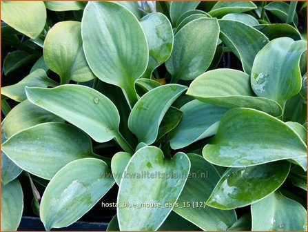 Hosta &#039;Blue Mouse Ears&#039; | Hosta, Hartlelie, Funkia