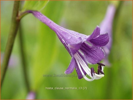 Hosta clausa var. normalis | Hosta, Hartlelie, Funkia | Ge&ouml;ffnetbl&uuml;hende Korea-Funkie