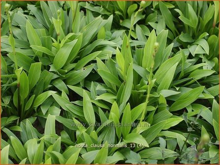 Hosta clausa var. normalis | Hosta, Hartlelie, Funkia | Ge&ouml;ffnetbl&uuml;hende Korea-Funkie