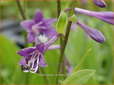 Hosta clausa var. normalis | Hosta, Hartlelie, Funkia | Ge&ouml;ffnetbl&uuml;hende Korea-Funkie