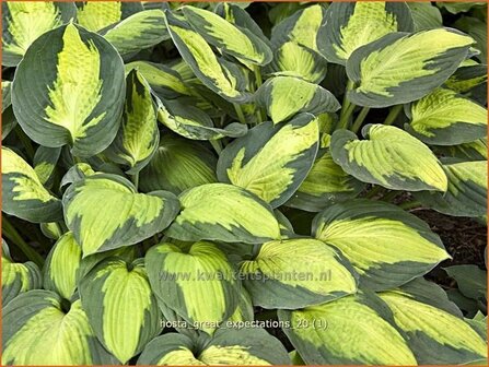 Hosta &#039;Great Expectations&#039; | Hartlelie, Funkia