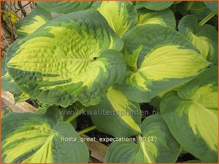 Hosta &#039;Great Expectations&#039; | Hartlelie, Funkia