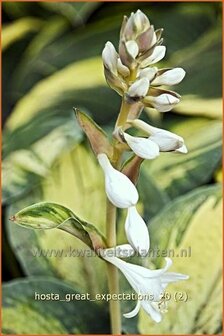 Hosta &#039;Great Expectations&#039; | Hartlelie, Funkia