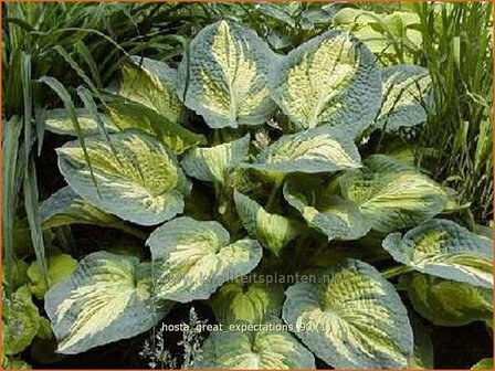 Hosta &#039;Great Expectations&#039; | Hartlelie, Funkia
