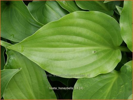 Hosta &#039;Honeybells&#039; | Hartlelie, Funkia