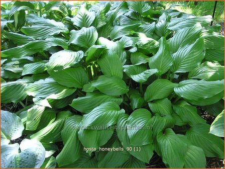 Hosta &#039;Honeybells&#039; | Hartlelie, Funkia