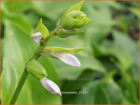 Hosta &#039;Honeybells&#039; | Hartlelie, Funkia