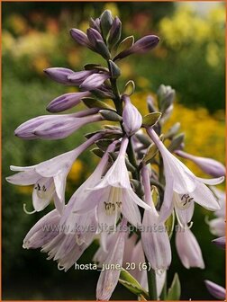 Hosta &#039;June&#039; | Hartlelie, Funkia