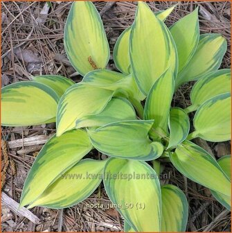 Hosta &#039;June&#039; | Hartlelie, Funkia