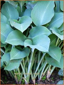 Hosta &#039;Krossa Regal&#039; | Hartlelie, Funkia