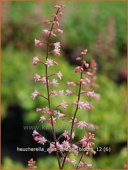 Heucherella alba &#039;Bridget Bloom&#039;