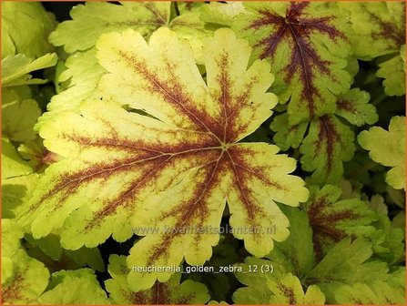 Heucherella &#039;Golden Zebra&#039;