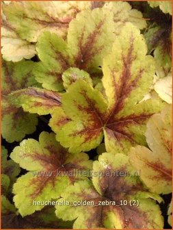 Heucherella &#039;Golden Zebra&#039;