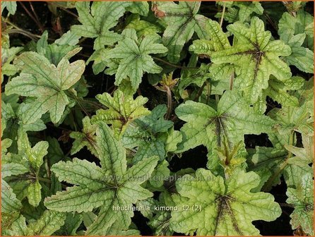 Heucherella &#039;Kimono&#039;