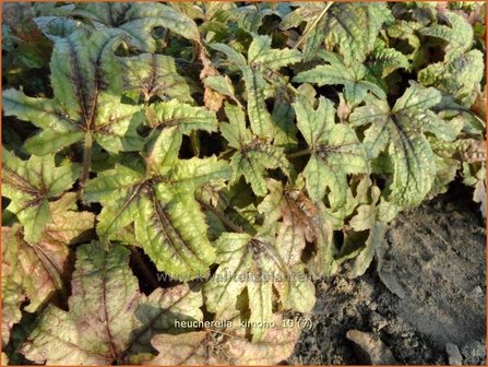 Heucherella &#039;Kimono&#039;