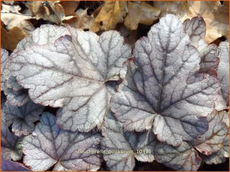 Heucherella &#039;Quicksilver&#039;