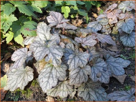 Heucherella &#039;Quicksilver&#039;