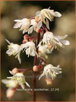 Heucherella &#039;Quicksilver&#039;