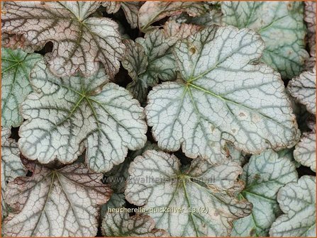 Heucherella &#039;Quicksilver&#039;