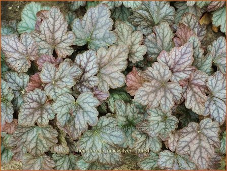Heucherella &#039;Quicksilver&#039;