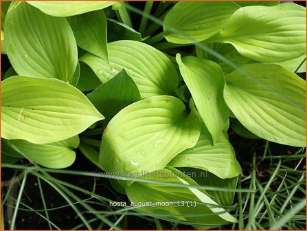 Hosta &#039;August Moon&#039; | Hartlelie, Funkia